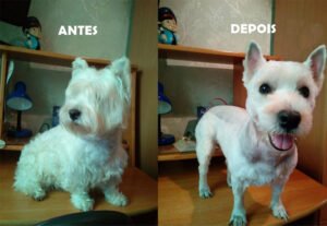 Máquina De Tosa TRIM PET ( Frete Grátis) - Image 4